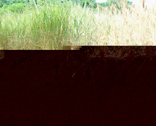 Figure 1d Annual Perennial Roots